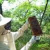 Abeilles: les apiculteurs inquiets d’un “nouveau néonicotinoïde”