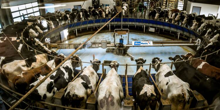 La ferme "des 1.000 vaches", un élevage controversé qui a creusé son sillon