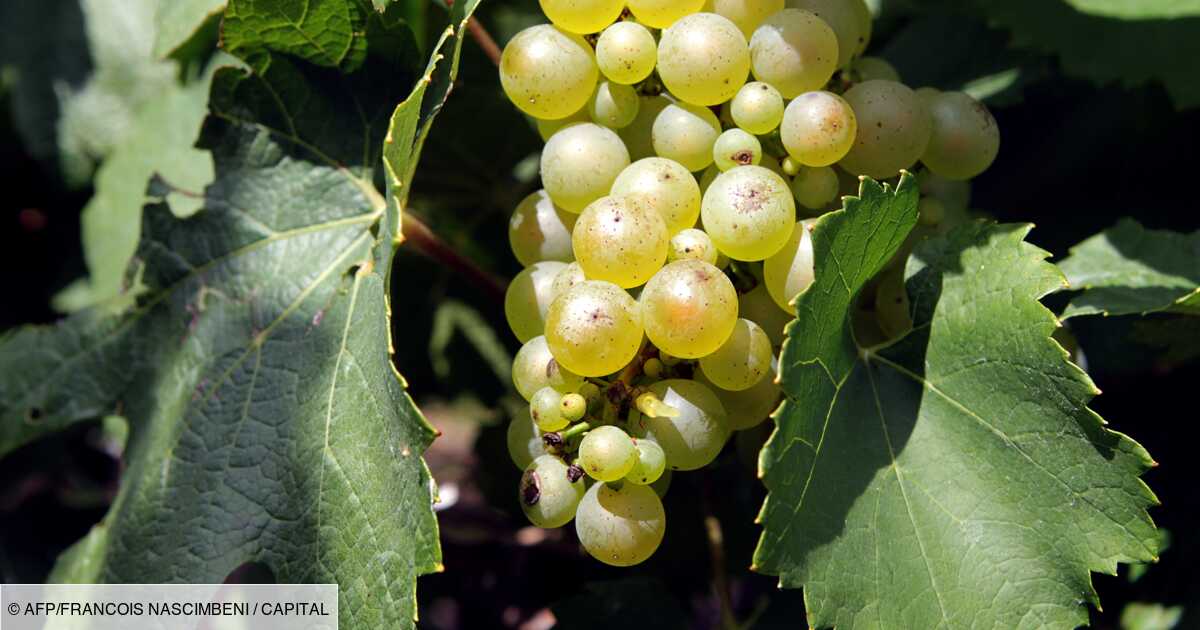 Dans des vignes de Provence, le lombric à la rescousse - La Revue