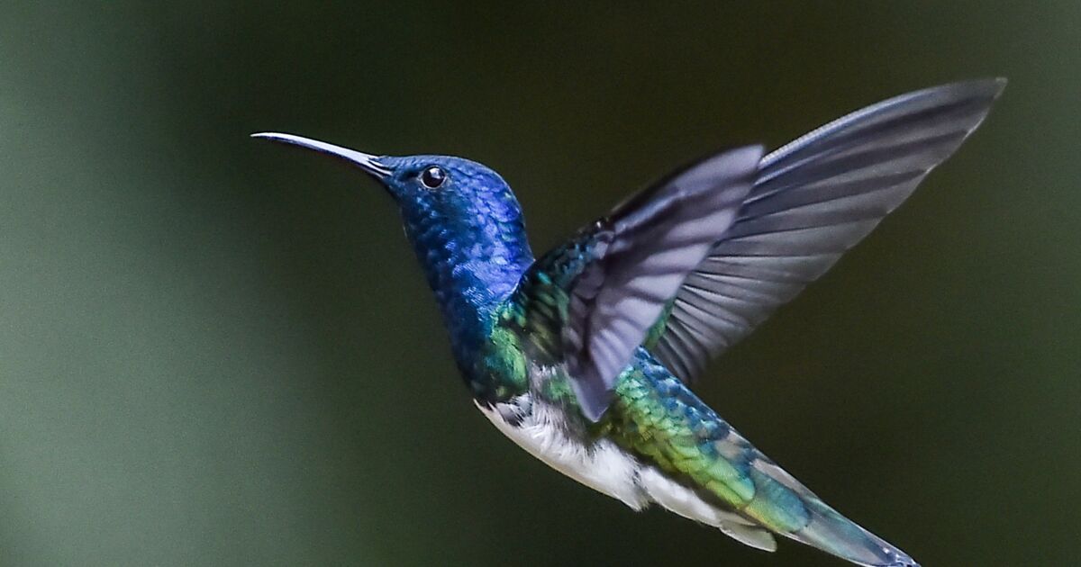 Colombie Conseil - France Colombie - Merlin pour l'observation des oiseaux  Qu'est-ce que l'application Merlin? C'est un assistant d'identification d' oiseau gratuit sur smartphone. Constitué de tous les photographes et  enregistreurs sonores il