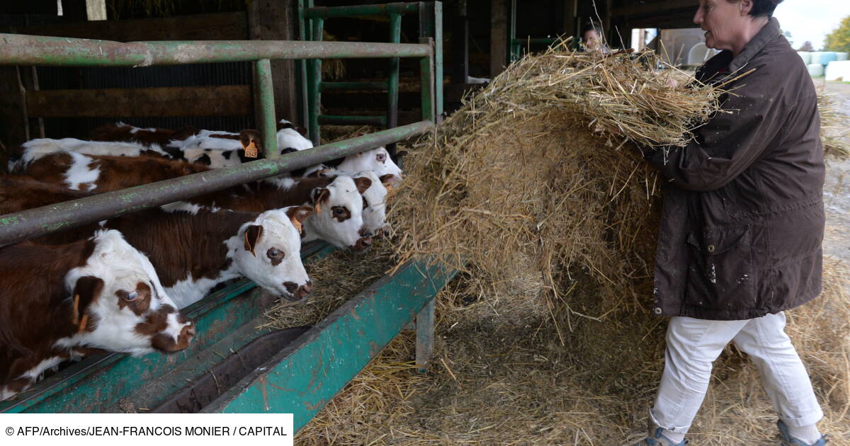 Retraite Les Pensions Minuscules Des Agriculteurs Capital Fr