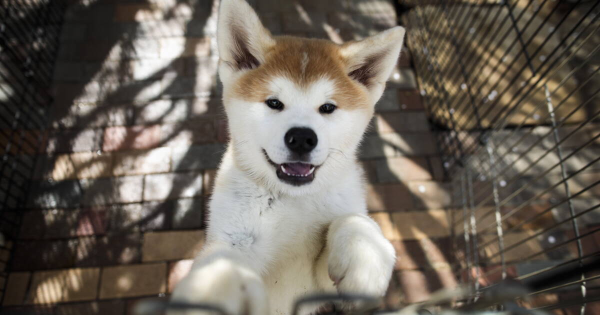 Lakita Le Chien Japonais Qui A Conquis Les Coeurs