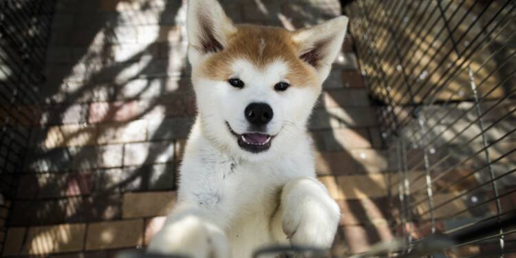 Lakita Le Chien Japonais Qui A Conquis Les Coeurs