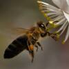 La protection des abeilles nécessaire à la sécurité alimentaire, selon la FAO et l’UE