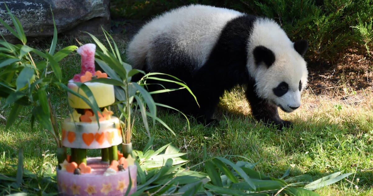 A Beauval Le Bebe Panda Yuan Meng Fete Son Premier Anniversaire Avec Ses Fans Capital Fr