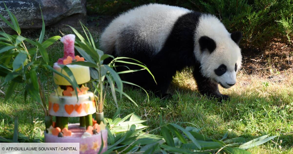 A Beauval Le Bebe Panda Yuan Meng Fete Son Premier Anniversaire Avec Ses Fans Capital Fr A Beauval Le Bebe Panda Yuan Meng Fete Son Premier Anniversaire Avec Ses Fans Capital Fr