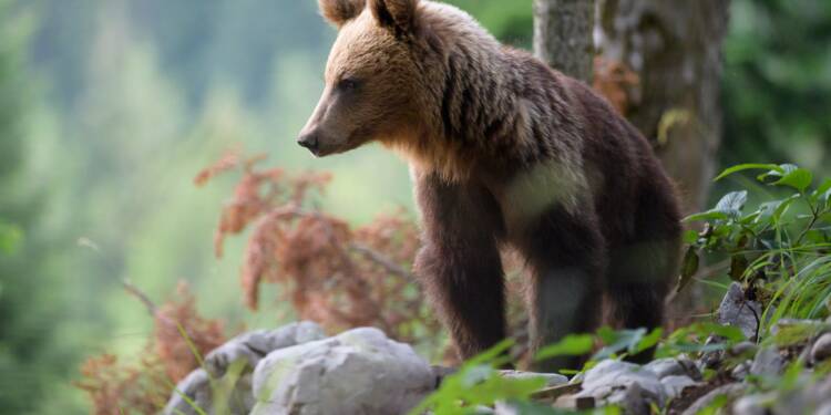 Vivre Avec Les Ours Le Pari De La Slovénie Capitalfr - 