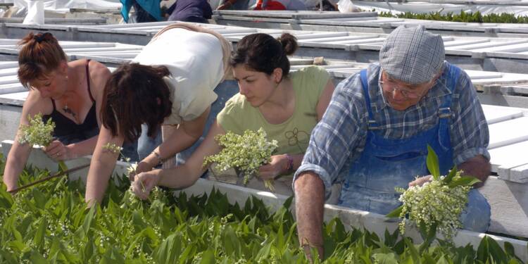 Pays De La Loire 50 A 60 Millions De Brins De Muguet Prets Pour