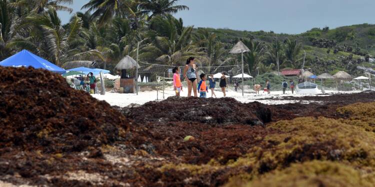 Les Sargasses La Plaie Qui Menace Les Plages Idylliques Du