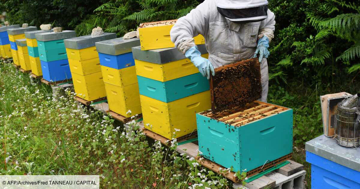 Gelées, froid et maintenant canicule: la récolte de miel en totale
