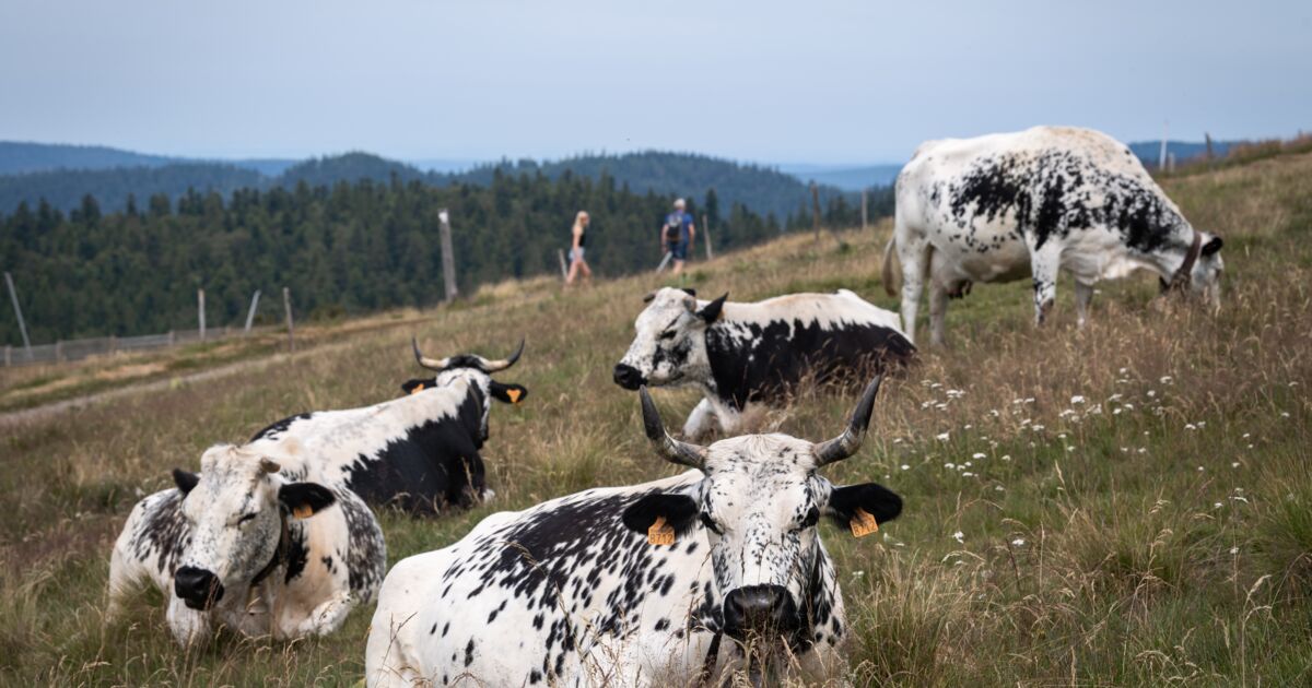 Je suis - Oh la Vache