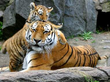 Abeilles, tigres, girafes... alerte à l'extinction des espèces animales