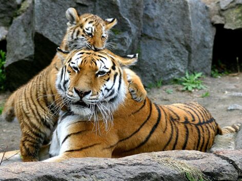 Abeilles, tigres, girafes... alerte à l'extinction des espèces animales