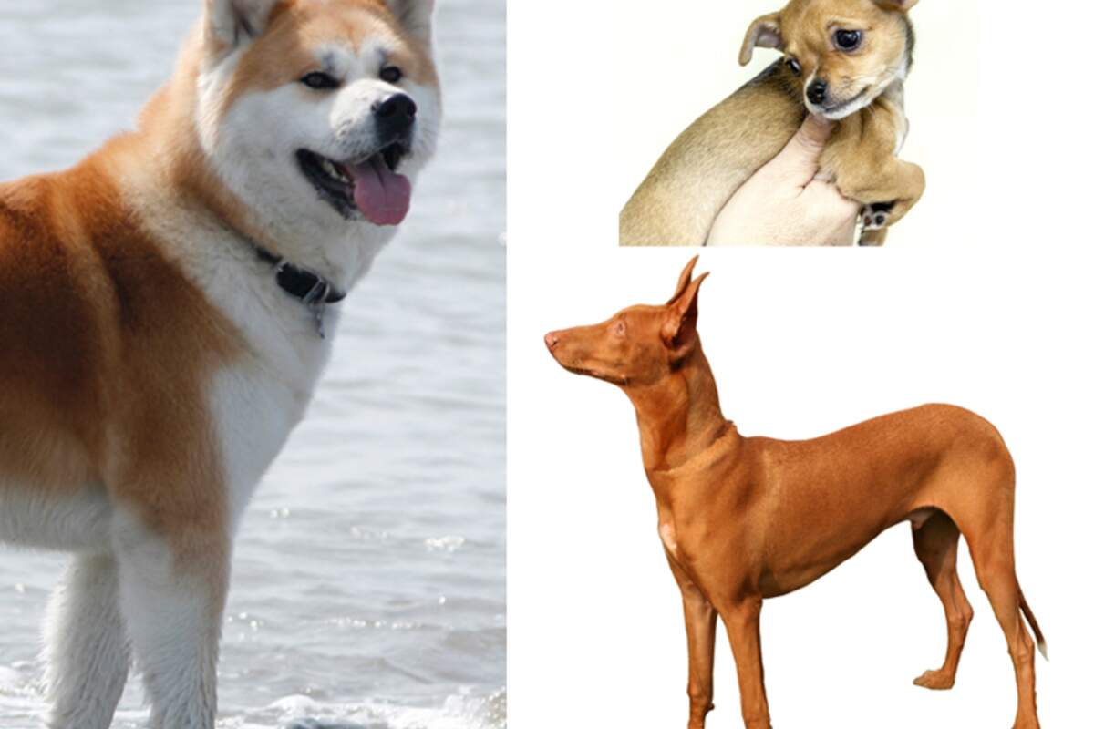 Les races de chien de taille moyenne