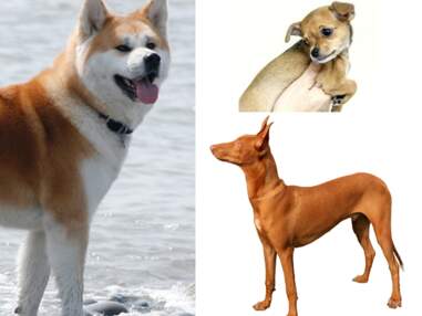 Le top 10 des races de chiens les plus chères