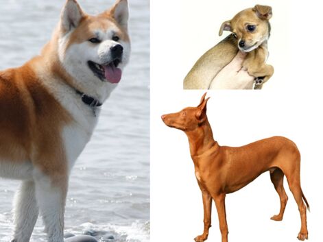 Le top 10 des races de chiens les plus chères