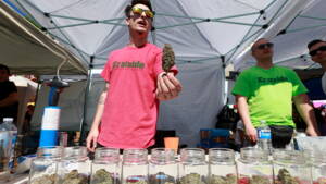 Canada: appétit des producteurs de cannabis avant la légalisation