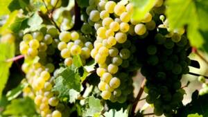 La réserve, assurance-récolte et ADN du Champagne