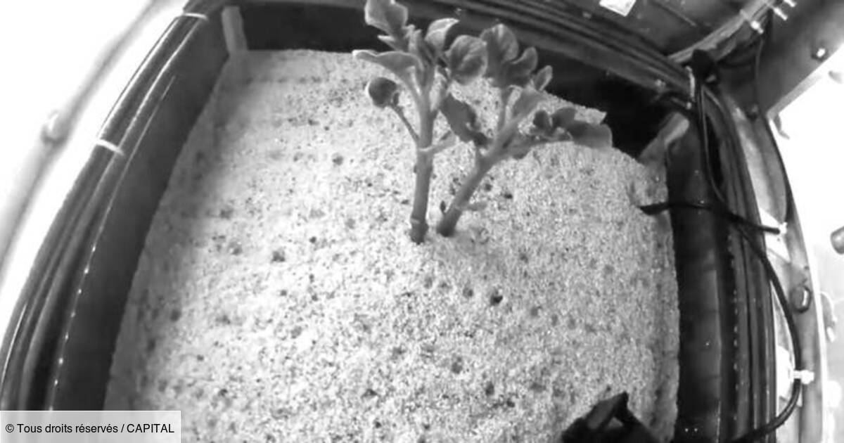 On A Reussi A Cultiver Des Pommes De Terre Sur Mars Capital Fr