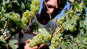 Champagne: la récolte 2016 sera en baisse mais de qualité