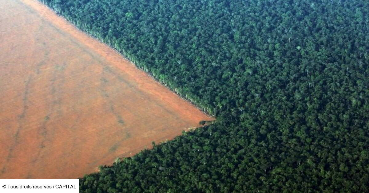 La Deforestation En Amazonie En Hausse De 16 Capital Fr