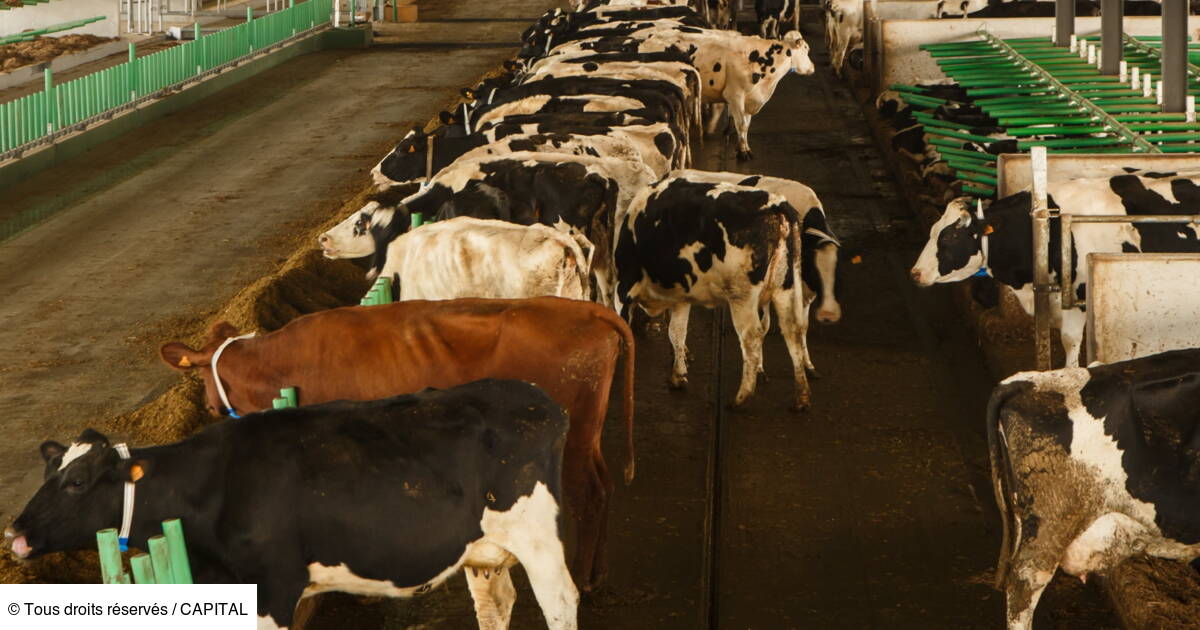 Et Si Vous Diversifiiez Votre Patrimoine En Investissant Dans Une Foret Ou Un Cheptel Capital Fr