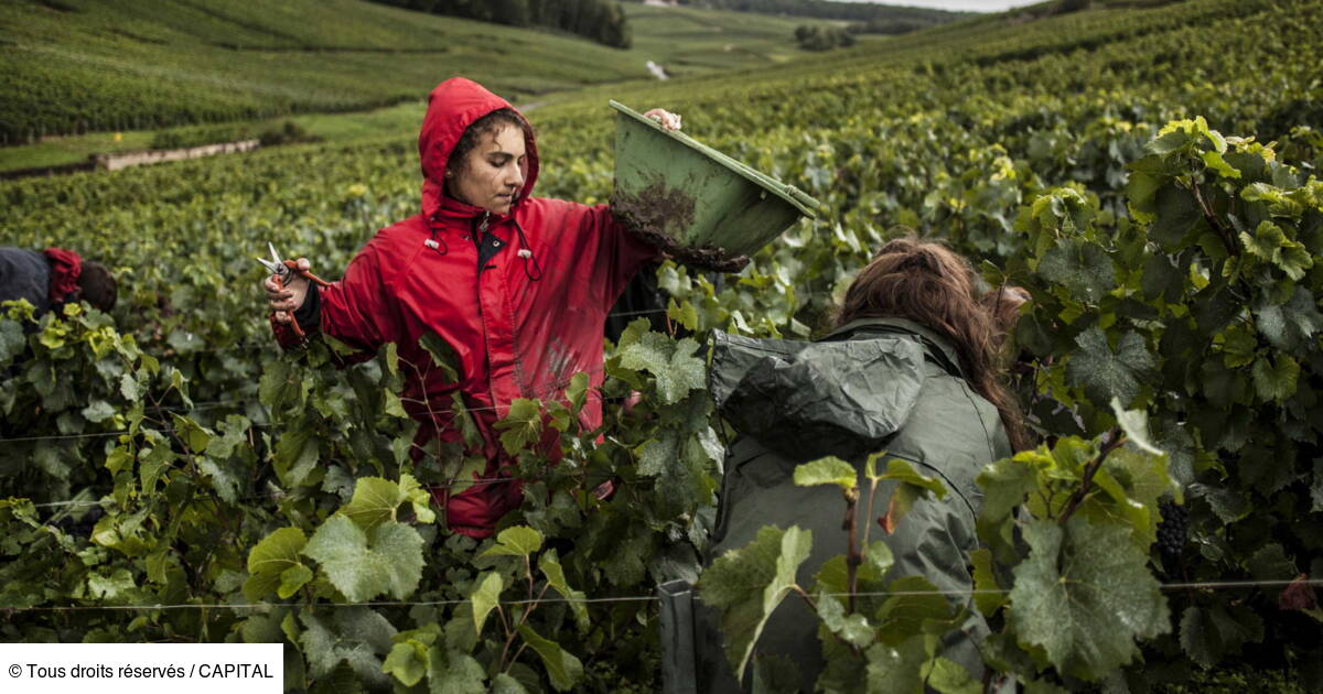 En Champagne, l'inspection du travail vendange les emplois Capital.fr