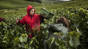 En Champagne, l'inspection du travail vendange les emplois