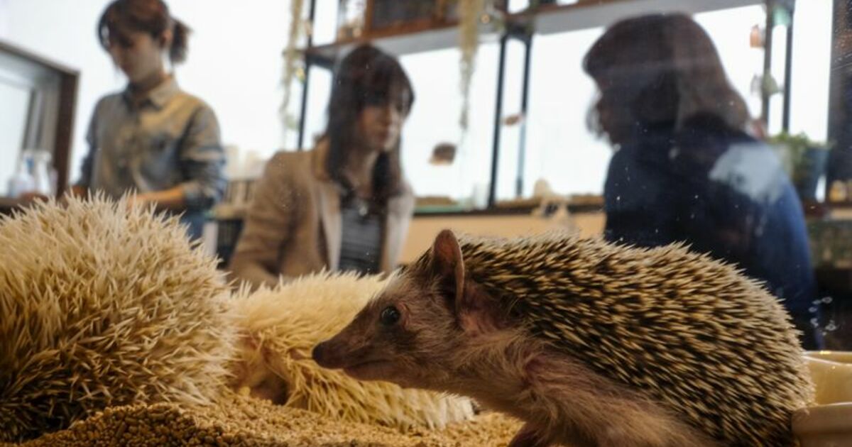 Un bar à bébés loutres, chinchillas et hérissons existe à Tokyo