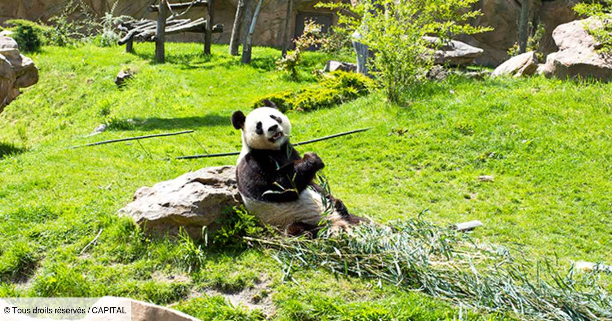 ZooParc de Beauval : 700 naissances de bébés animaux par an