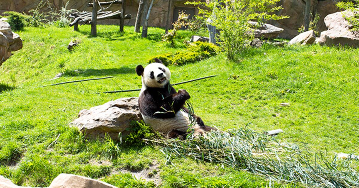 Peluche panda Yuan Zi - La Boutique du ZooParc de Beauval