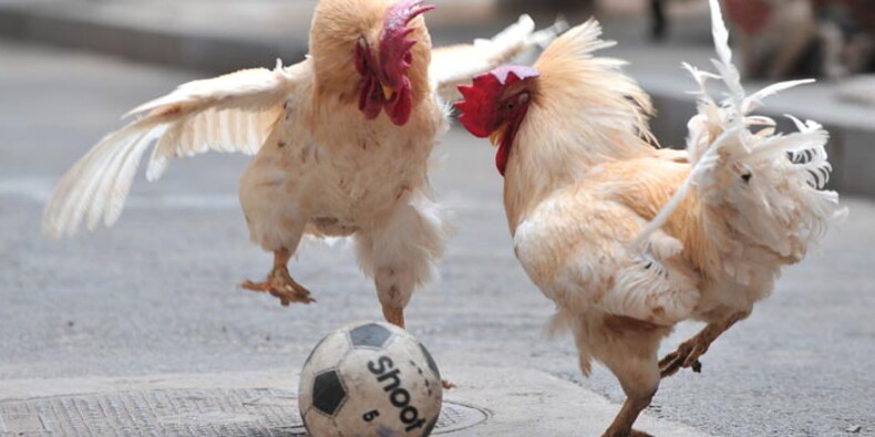 le coq courtset