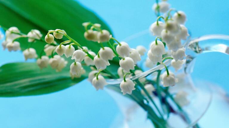 Le Muguet Du 1er Mai Tout Un Business Capital Fr