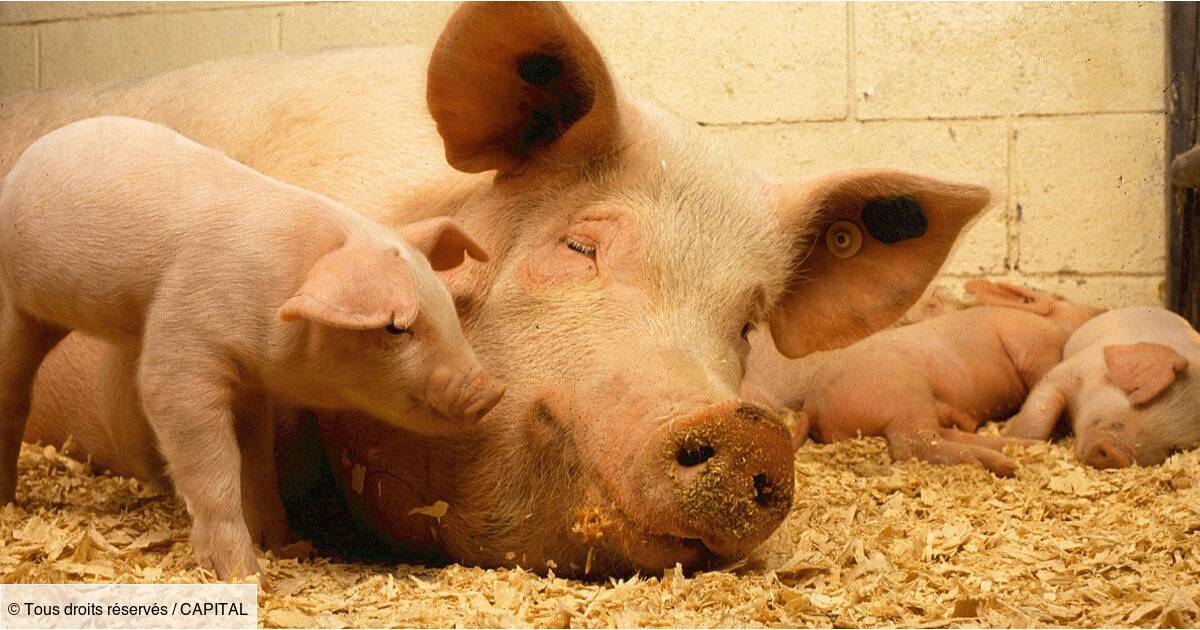Zoom sur l’élevage de porcs, la viande préférée des Français - Capital.fr