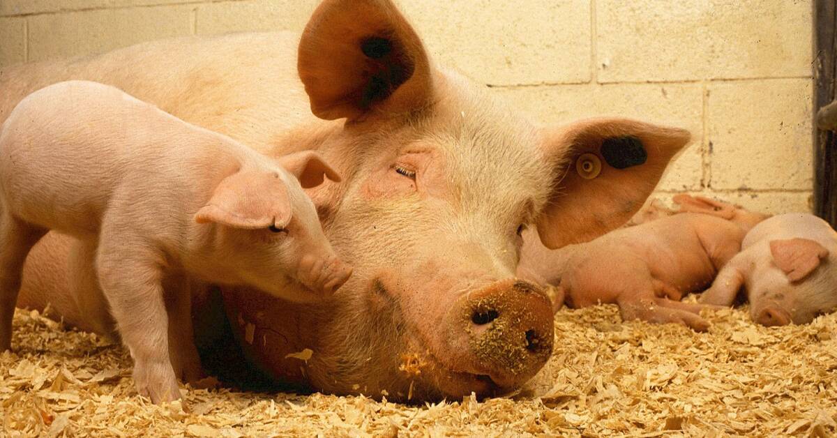 Zoom sur l’élevage de porcs, la viande préférée des Français - Capital.fr