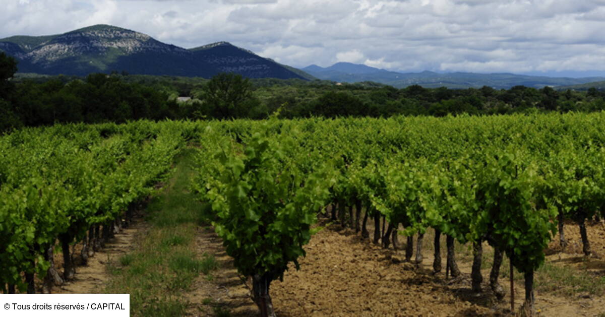 Investir Dans Les Vignes Associer Placement Et Plaisir Capital Fr