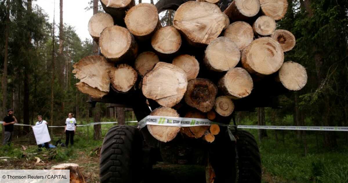 Europejski Trybunał Sprawiedliwości nakazał wstrzymanie wycinki w polskim lesie