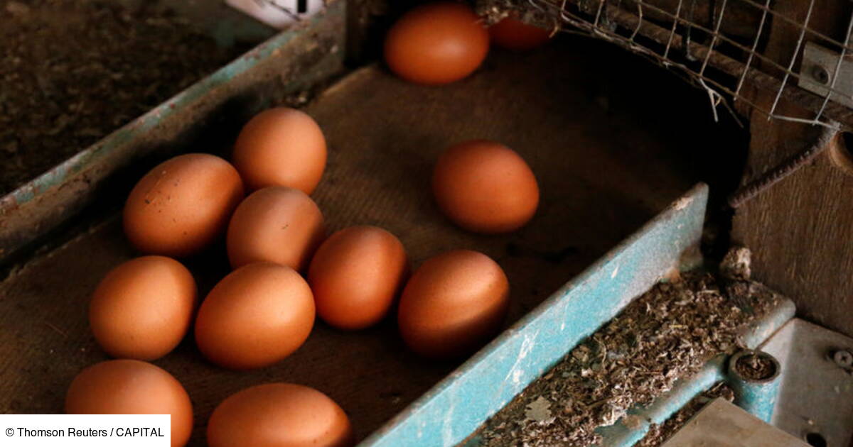 la contamination des oeufs provoquee par des criminels dit berlin capital fr