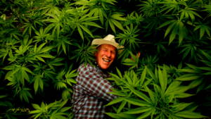 Faut-il dépénaliser le cannabis?