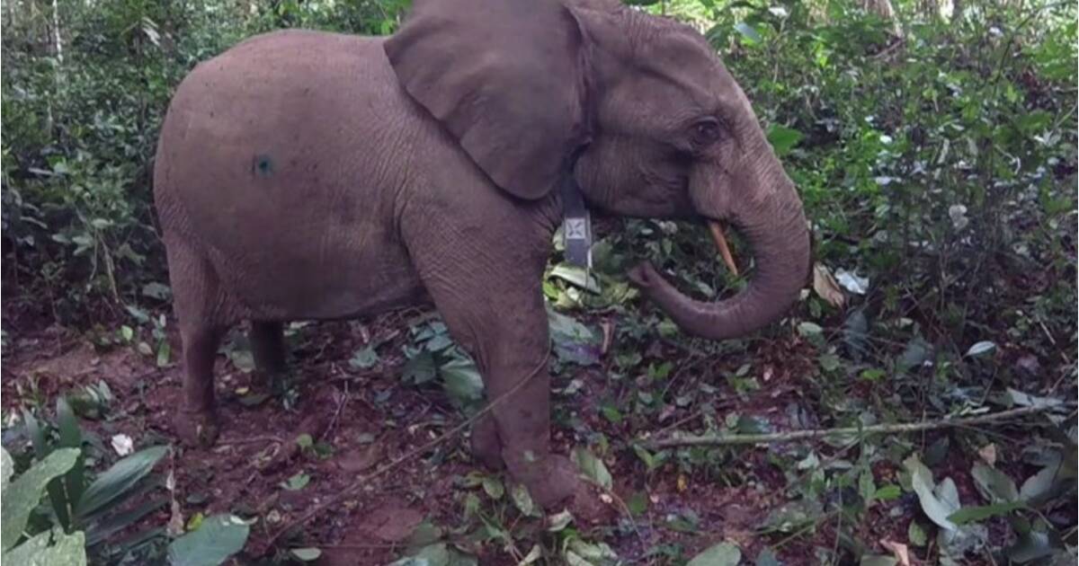 ovni elephant