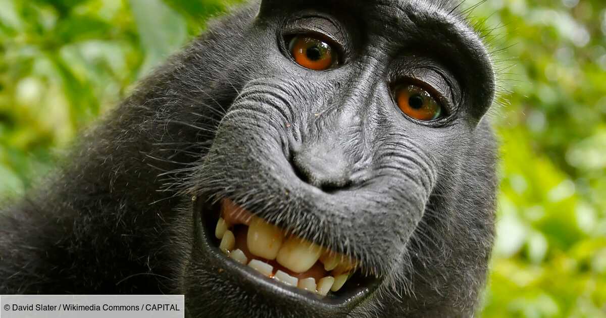 Des singes d'Afrique lancent un nouveau cri en partie inné face à la menace  d'un drone