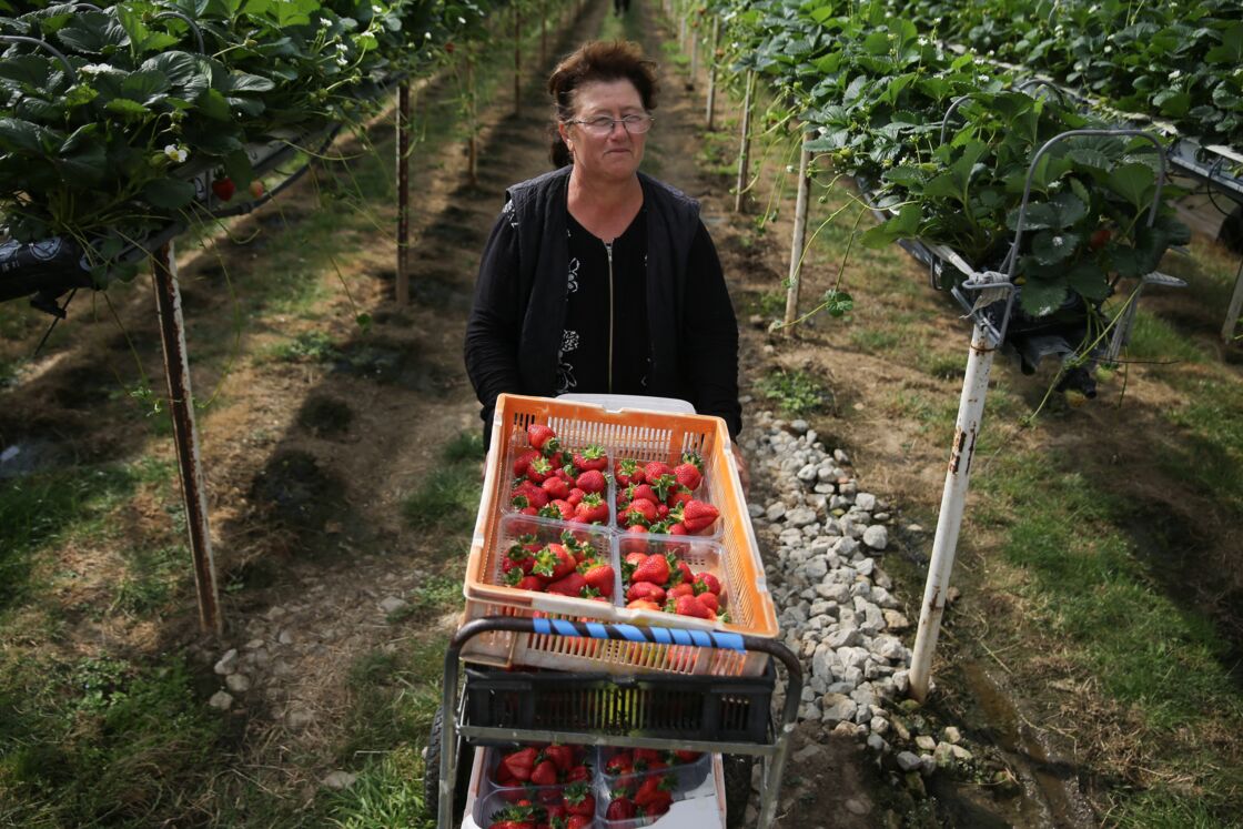 Lettre De Motivation Cueillette De Fruits Légumes Job Dété