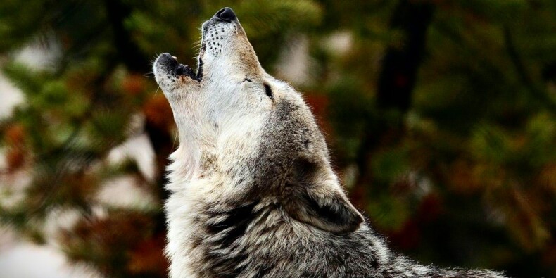 Les Loups Ont Coute 25 Millions D Euros Aux Finances Publiques En 18 Capital Fr