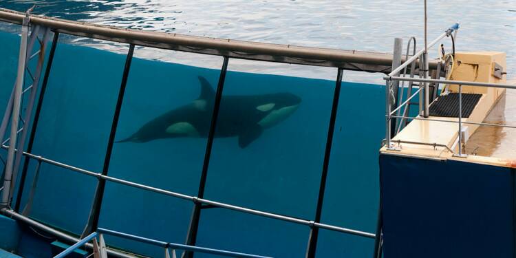 Un Ancien Soigneur Denonce L Enfer Des Orques A Marineland Capital Fr