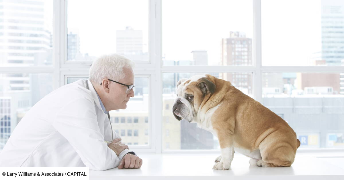 Veterinaire Formation Et Salaire Capital Fr