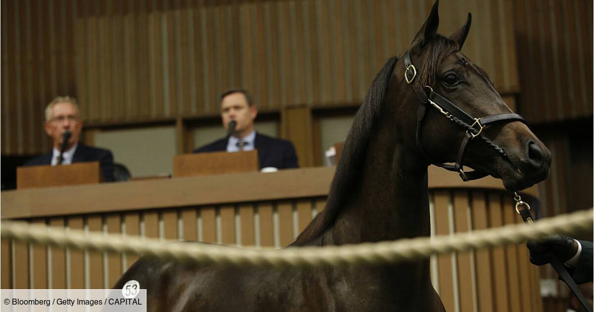 Un Cheval De Course Vendu Aux Encheres Pour Un Montant Record Capital Fr Avec la fiche des statistiques pmu du cheval vulcain de vandel faites votre jeu avec les mêmes données que les professionnels. un cheval de course vendu aux encheres