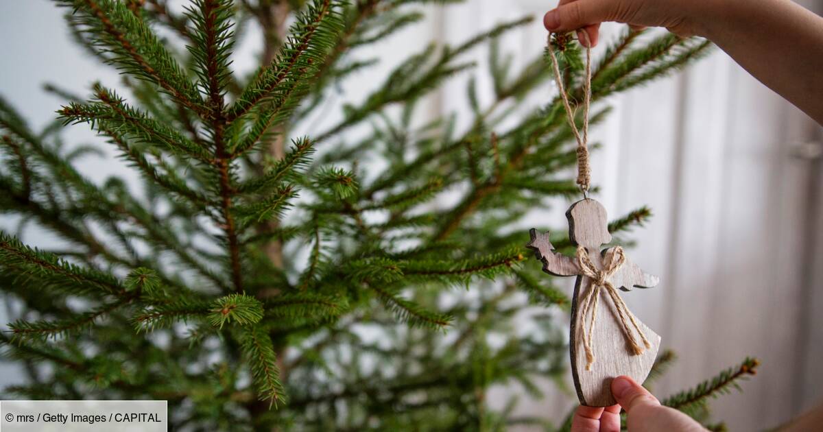 Vers Une Penurie De Sapins A Noel Capital Fr