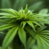 L’ANSM lance une filière française de culture de cannabis thérapeutique