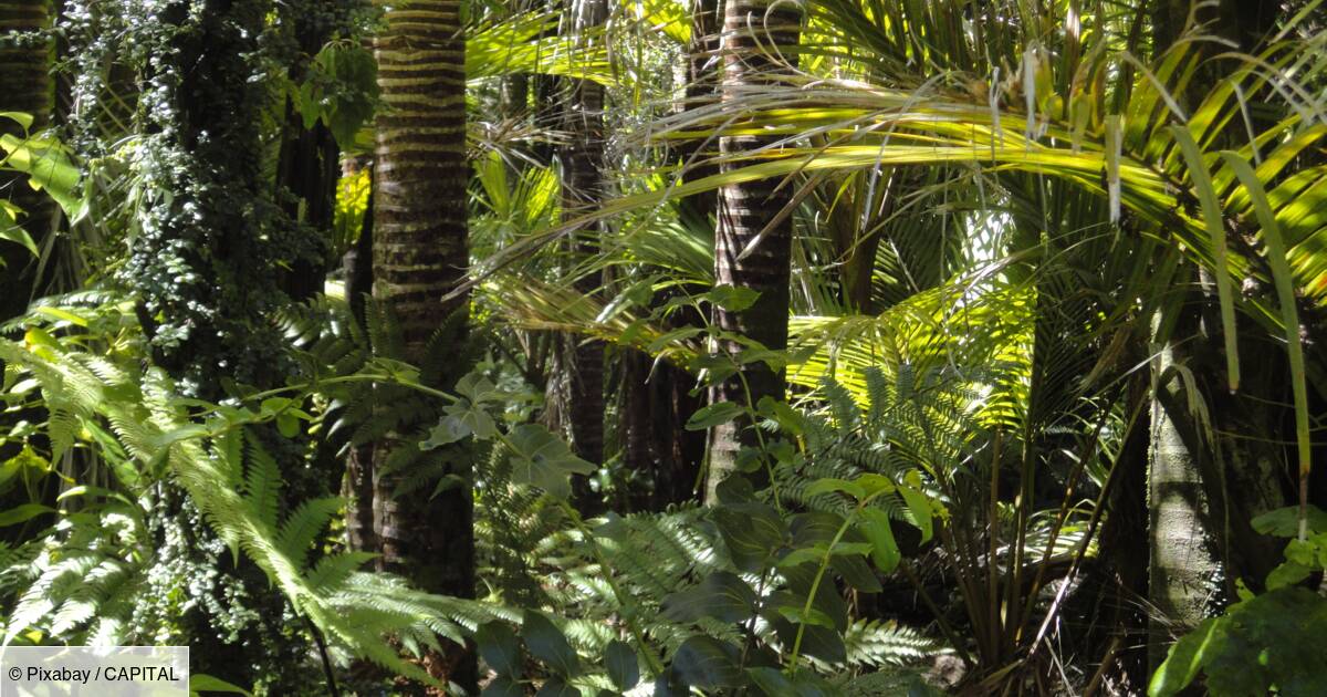 Amazonie La Foret Debout Modele Pour Sauver L Economie Du Poumon De La Planete Capital Fr