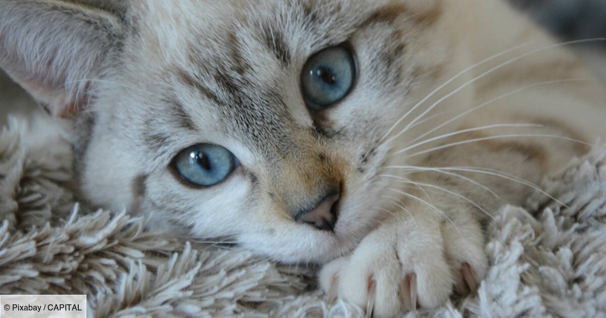 Abandon De Chats L Amende Salee Proposee Par Un Ministre Contre Les Proprietaires Capital Fr